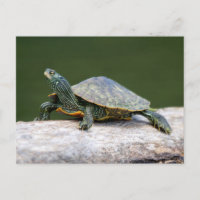 Painted turtle on a log