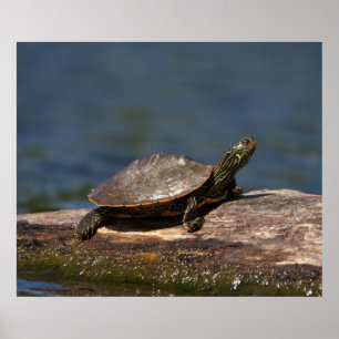 Painted turtle on a log poster