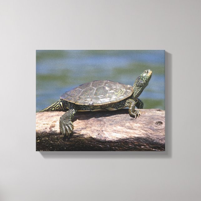 Painted Turtle on a sunny day Canvas Print (Front)