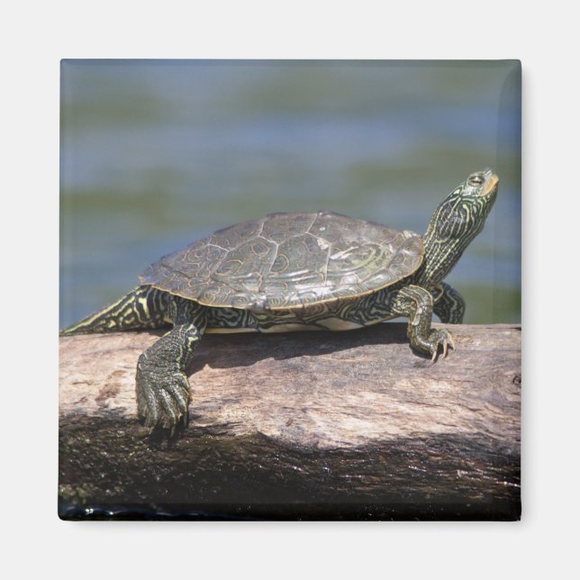 Painted Turtle on a sunny day Magnet (Front)