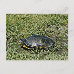 Painted Turtle Postcard