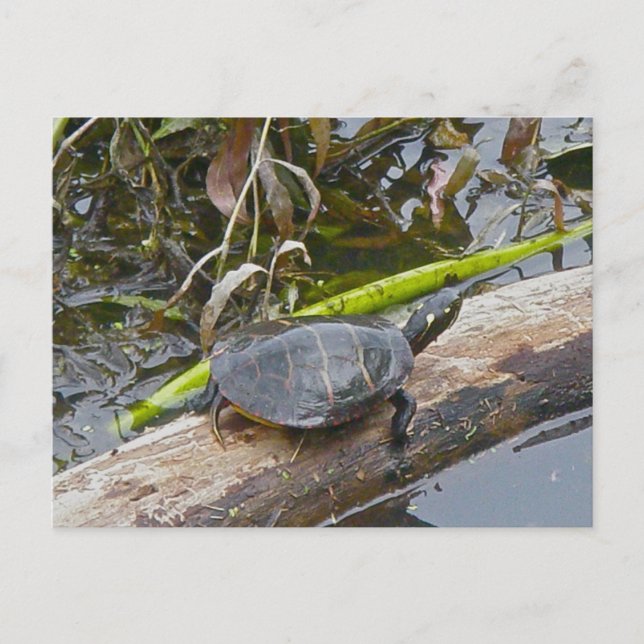 Painted Turtle Postcard (Front)