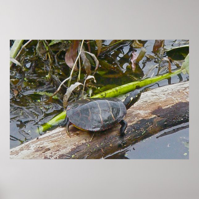 Painted Turtle Sunning Poster (Front)