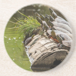 Painted Turtles Sunning Themselves In A Pond Coaster