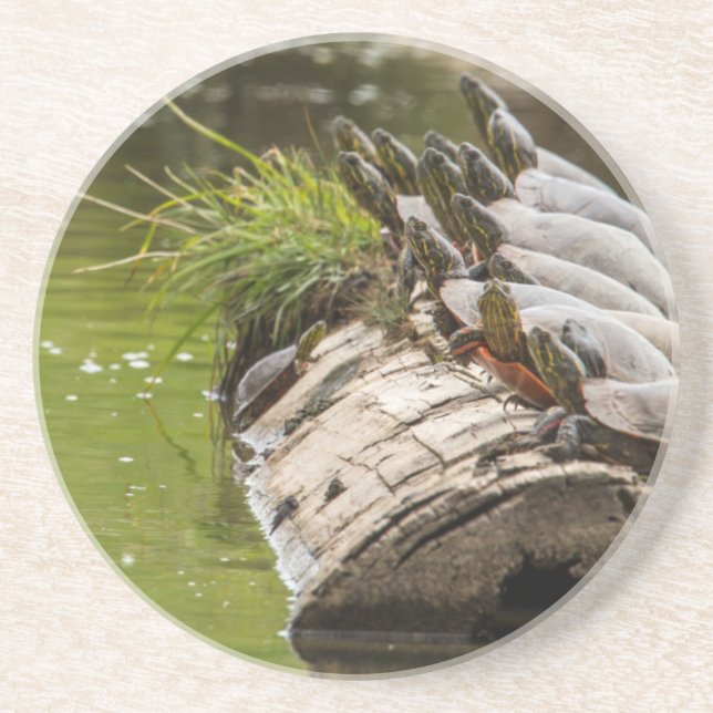 Painted Turtles Sunning Themselves In A Pond Coaster (Front)