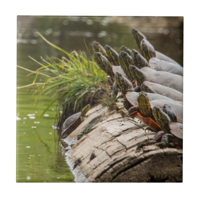 Painted Turtles Sunning Themselves In A Pond Tile (Front)