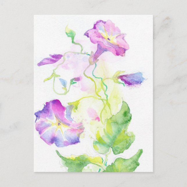 Painted watercolor convolvulus flowers postcard (Front)