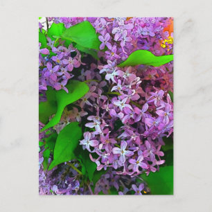 Painterly lilacs postcard