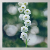 Painterly Soft Lilly of the Valley Flowers