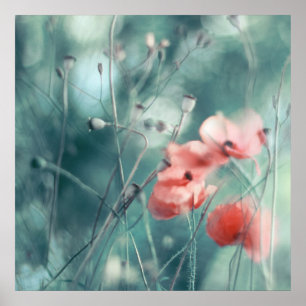 Painterly Soft Poppies on Aqua Green Background Poster