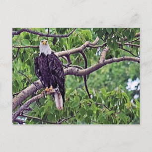 Painting of a Bald Eagle Postcard