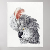 Painting Of a Cockatoo Head Parrot - Aert Schouman