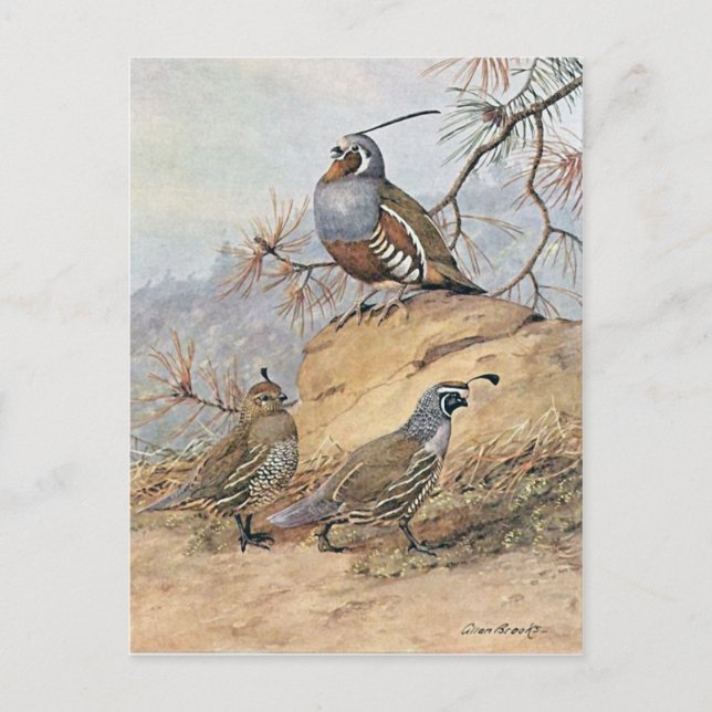 Painting  of two different Quail species  by Allan Postcard (Front)