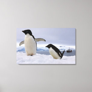 Pair Adelie penguins Antarctica Canvas Print