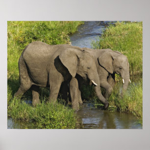Pair of African Elephants feeding, Masai Mara, Poster