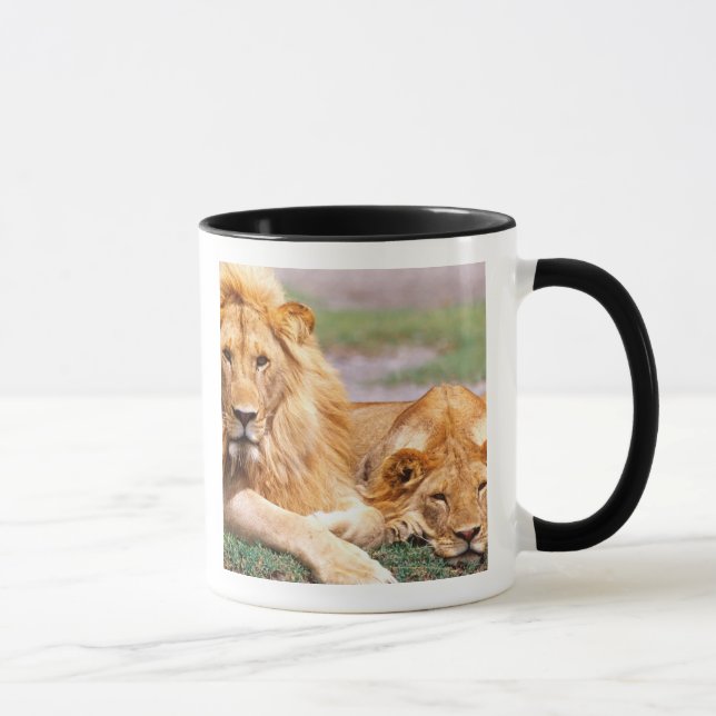 Pair of African Lions, Panthera leo, Tanzania Mug (Right)