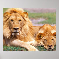 Pair of African Lions, Panthera leo, Tanzania