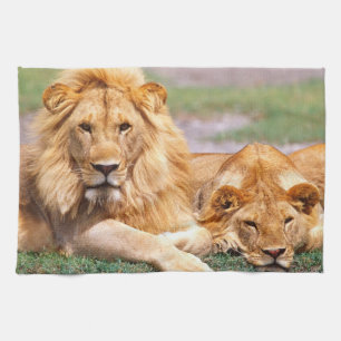Pair of African Lions, Panthera leo, Tanzania Tea Towel