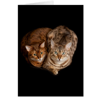 Pair of bengal kittens