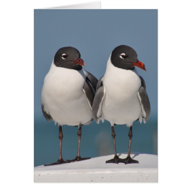 Pair of Black Headed Gulls (Front)
