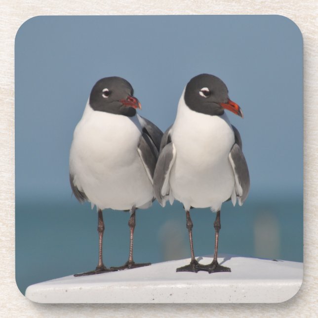 Pair of Black Headed Gulls Coaster (Front)