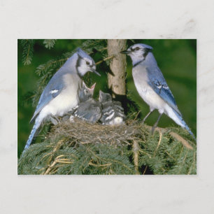 Pair of Blue Jays with young Postcard