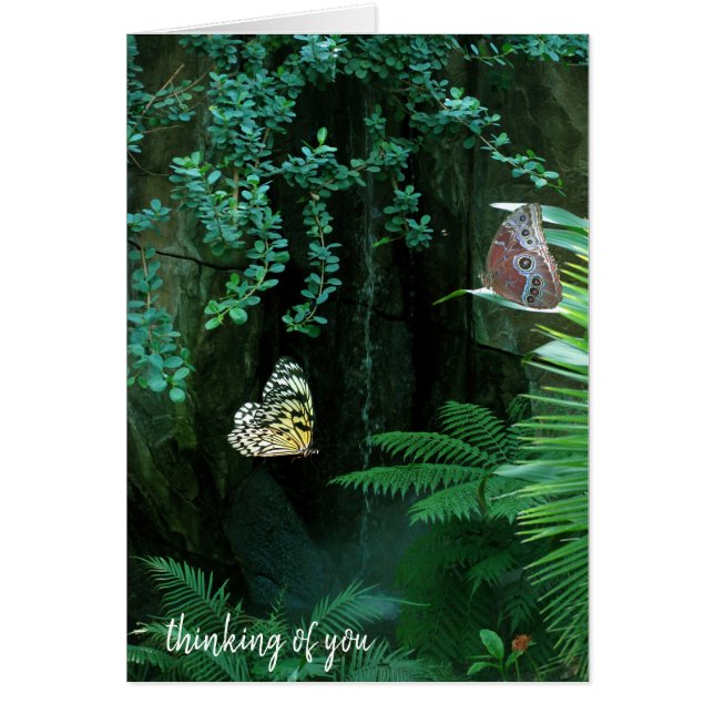 pair of butterflies in tropical garden (Front)