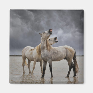 Pair of Camargue Horse Stallions, Southern France Magnet