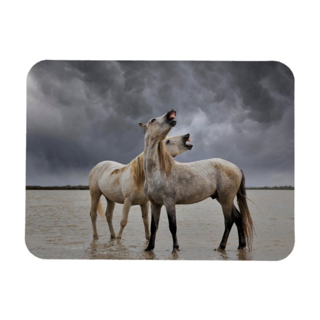Pair of Camargue Horse Stallions, Southern France Magnet (Horizontal)