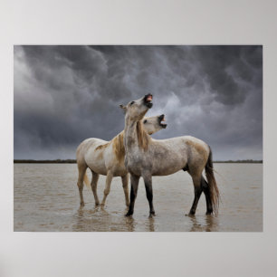 Pair of Camargue Horse Stallions, Southern France Poster