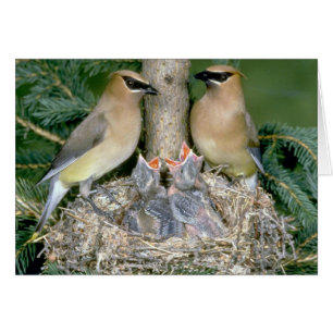 Pair of Cedar Waxwings with young