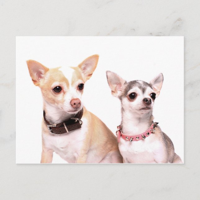 Pair of chihuahuas postcard (Front)