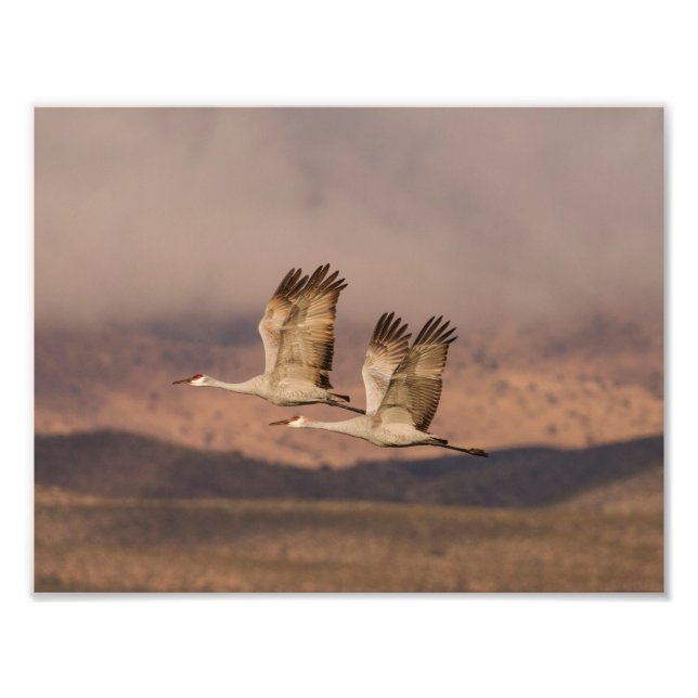 Pair of Cranes in the New Mexico Skies Photo Print (Front)
