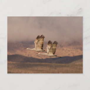Pair of Cranes in the New Mexico Skies Postcard