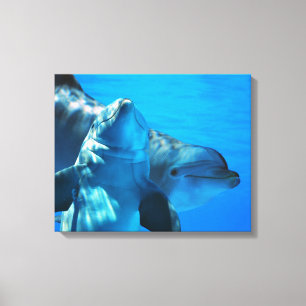 Pair of Curious Dolphins Picture Gallery Wrapped Canvas Print