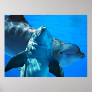 Pair of Curious Dolphins Poster
