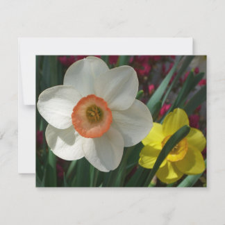 Pair of Daffodils Pink and Yellow Spring Flowers