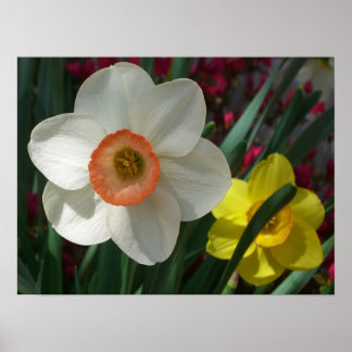 Pair of Daffodils Pink and Yellow Spring Flowers Poster