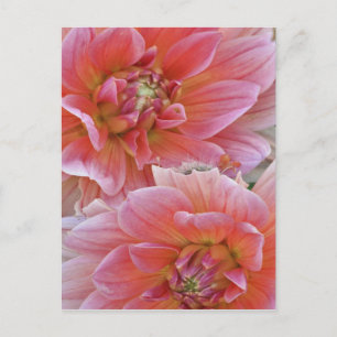 Pair of Dahlia flowers, Dahlia spp. , Postcard
