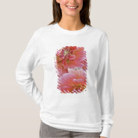 Pair of Dahlia flowers, Dahlia spp. ,