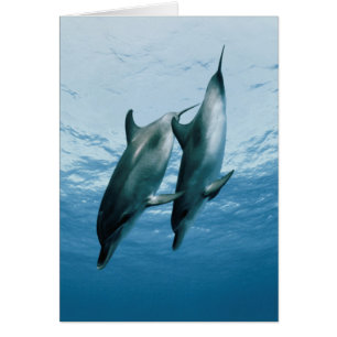 Pair of Dolphins