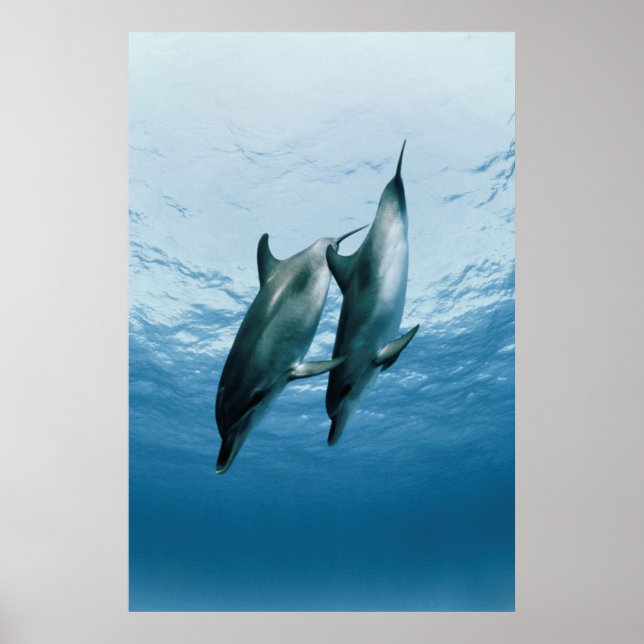 Pair of Dolphins Poster (Front)