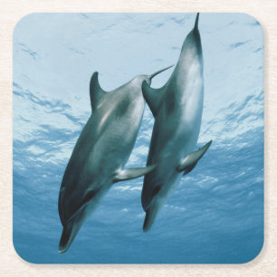 Pair of Dolphins Square Paper Coaster