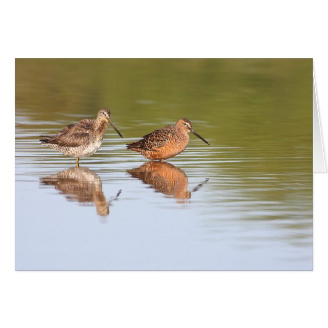 Pair of dowitchers (Front Horizontal)