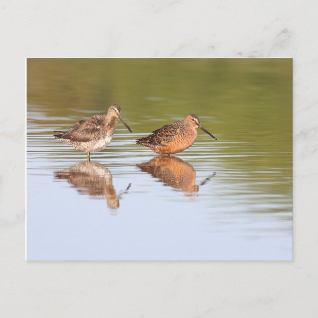 Pair of Dowitchers Postcard (Front)