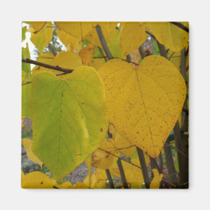 Pair of Fall Redbud Leaves Autumn Photography Magnet