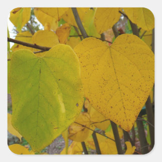Pair of Fall Redbud Leaves Autumn Photography Square Sticker