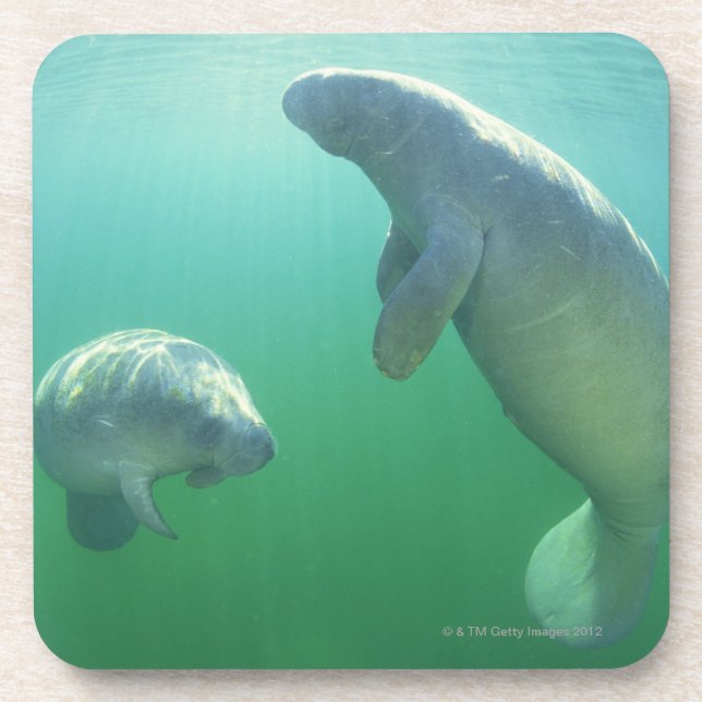 Pair of florida manatees swimming coaster (Front)