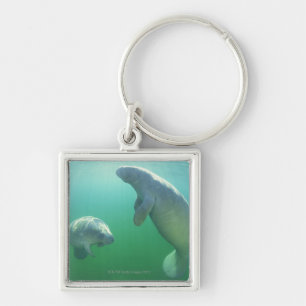 Pair of florida manatees swimming key ring