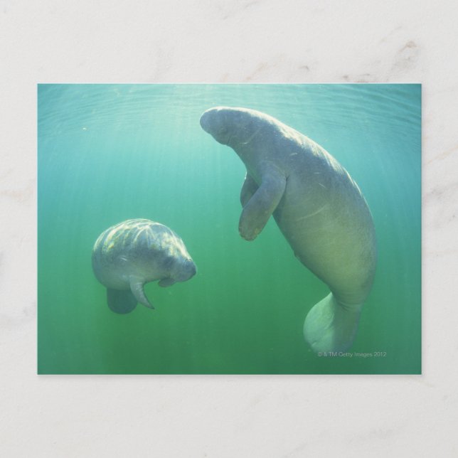 Pair of florida manatees swimming postcard (Front)